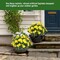 Artificial Impatiens Bouquet Flowers for Outdoors Silk2PCS(Yellow )
